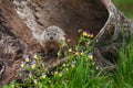 Young Woodchuck Marmota monax Glares Out from Log