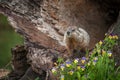 Young Woodchuck Marmota monax Head Up in Log