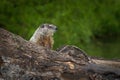 Young Woodchuck Marmota monax Intently Looks Right