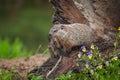 Young Woodchuck Marmota monax Looks Left From Log