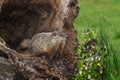 Young Woodchuck Marmota monax At Opening of Hollow Log