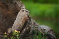 Young Woodchuck Marmota monax Peers Over Log