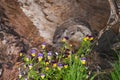 Young Woodchuck (Marmota monax) Sniffs at Flowers