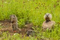 Young Woodchucks At Den