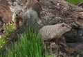 Young Woodchucks Marmota monax Explore Log