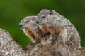 Young Woodchucks Marmota monax Look Left from Atop Log