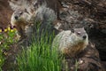 Young Woodchucks Marmota monax Sit on Log