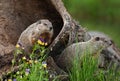 Young Woodchucks (Marmota monax) Look Right from Log