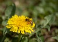 A young worker bee goes shopping for pollen on a dandelion flower