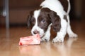 A young working type english springer spaniel puppy eating raw mea Royalty Free Stock Photo