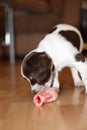 A young working type english springer spaniel puppy eating raw mea Royalty Free Stock Photo