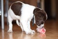 A young working type english springer spaniel puppy eating raw mea Royalty Free Stock Photo
