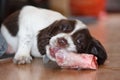 A young working type english springer spaniel puppy eating raw mea Royalty Free Stock Photo