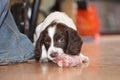A young working type english springer spaniel puppy eating raw mea Royalty Free Stock Photo