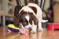 A young working type english springer spaniel puppy eating raw mea Royalty Free Stock Photo