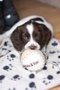 A young working type english springer spaniel puppy playing with a Royalty Free Stock Photo