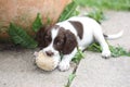 A young working type english springer spaniel puppy playing with a Royalty Free Stock Photo