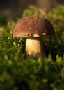 Young Xerocomus badius growing out of moss in the forest.Horizon Royalty Free Stock Photo