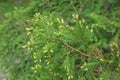 Young xmas tree branches. Close up view wallpaper. Royalty Free Stock Photo