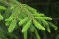 Young xmas tree branches. Close up view wallpaper. Royalty Free Stock Photo