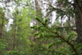 Young xmas tree branches. Close up view wallpaper. Royalty Free Stock Photo