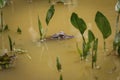 Head of a small Yacare caiman on surface of a muddy river with some green plants, Pantanal Wetlands, Mato Grosso, Brazil