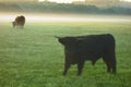 Grazing Scottish highland cattle  at sunrise Royalty Free Stock Photo