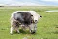 Calling Young Yak in Northern Mongolia`s Darkhad Valley
