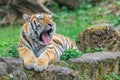 Young yawning bengal tiger