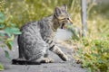 Young yawning kitten looking like a serval in profile