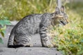 Young yawning kitten looking like a serval in profile