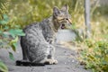 Young yawning kitten looking like a serval in profile