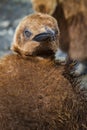 Young, year old king penguin, in baby feathers