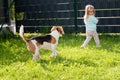 Young 2-3 years old caucasian baby girl playing with beagle dog in garden