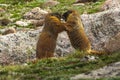 Young Yellow Bellied Marmots Royalty Free Stock Photo