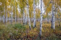 Russian white birch grows in a yellow autumn forest.