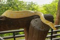 Young yellow Burmese python close up. Albino Python bivittatus crawls on a wooden beam Royalty Free Stock Photo