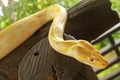 Young yellow Burmese python close up. Albino Python bivittatus crawls on a wooden beam Royalty Free Stock Photo