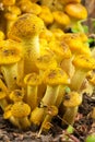 Young Yellow Edible Forest Mushrooms honey agaric Closeup
