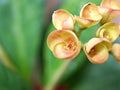 Young yellow flower with sunshine ,Crown of thorns in garden with soft focus ,macro image and blurred background ,sweet color