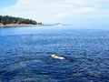 A young yellow lab swimming far from shore off of tugboat island in the Gulf Islands of British Columbia, Canada.