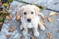 A young yellow Labrador Retriever puppy stands attentively