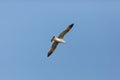 Young yellow-legged gull Larus michahellis in flight blue sky Royalty Free Stock Photo