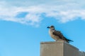 A young Yellow-legged gull standing on rock wall