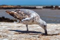 The young yellow-legged seagull in the Essaouira. Morocco Royalty Free Stock Photo