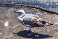 The young yellow-legged seagull stand on the ground at the sunny day Royalty Free Stock Photo