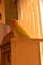 Young yellow lovebird sitting calmly