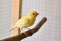 Cute canary on perch in cage Royalty Free Stock Photo