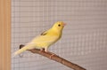 Yellow canary standing on branch in cage Royalty Free Stock Photo