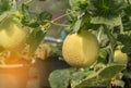 Young yellow melon or japanness melon growing in greenhouse Royalty Free Stock Photo